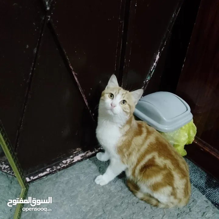 قطط منزليه اليفه تعيش في المنزل