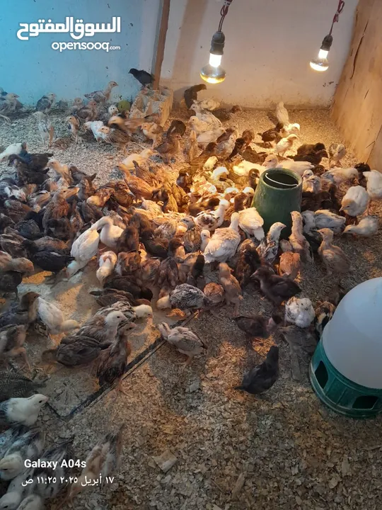 صوص بلدي للبيع
