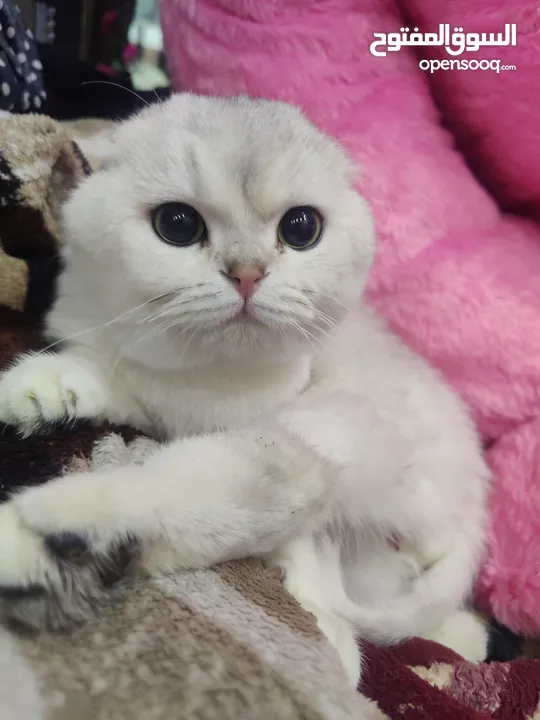 قط سكوتش فولد للتزاوج