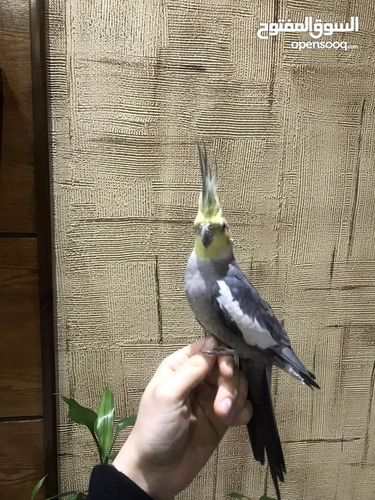 ببغاء الكوكتيل للبيع بسعر جيد  جدا جدا اليف