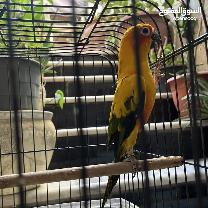 ببغاء صن كنيور  Sun Knior Parrot
