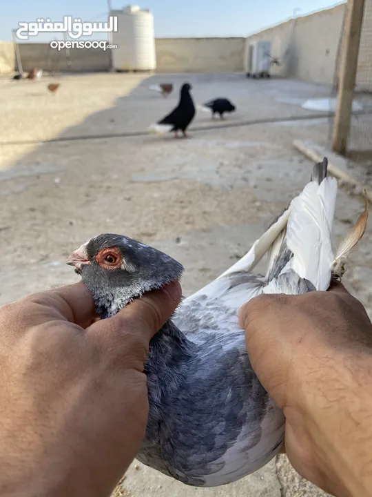 كوم حمام للبيع