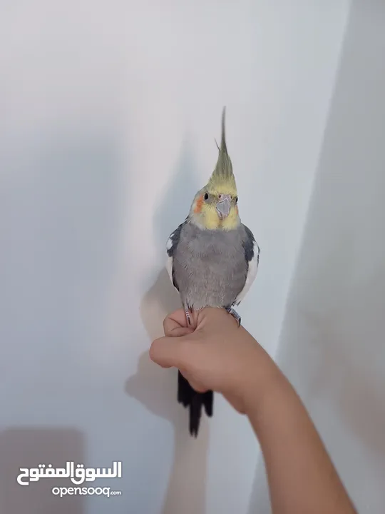 عصفور كوكتيل اليف للبيع دون بدل مع قفص واغراضه