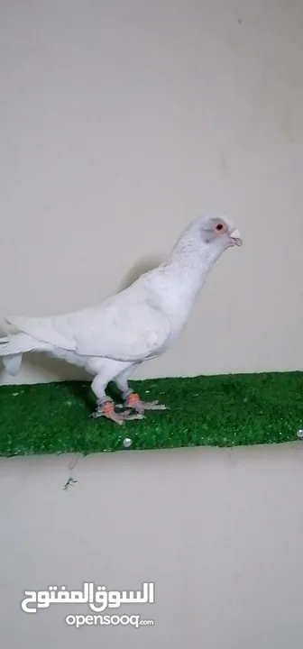 اجواز مسويد