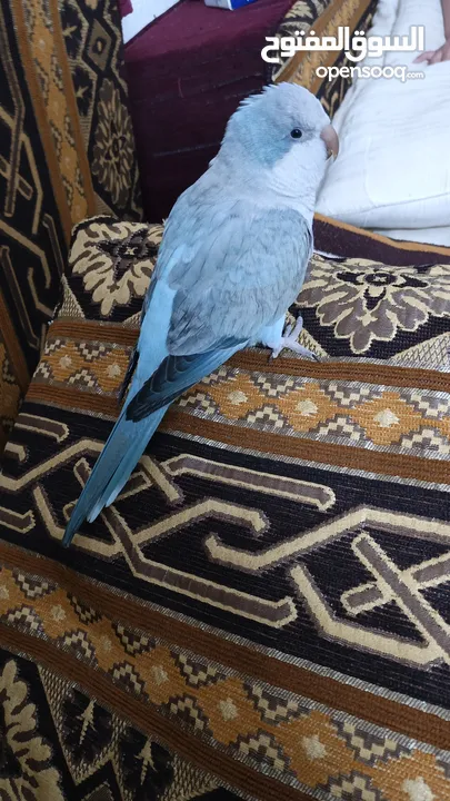 ببغاء كويكر. و دره. و فراخ دره و كويكر  تابع وصف طيور بسعر حرق