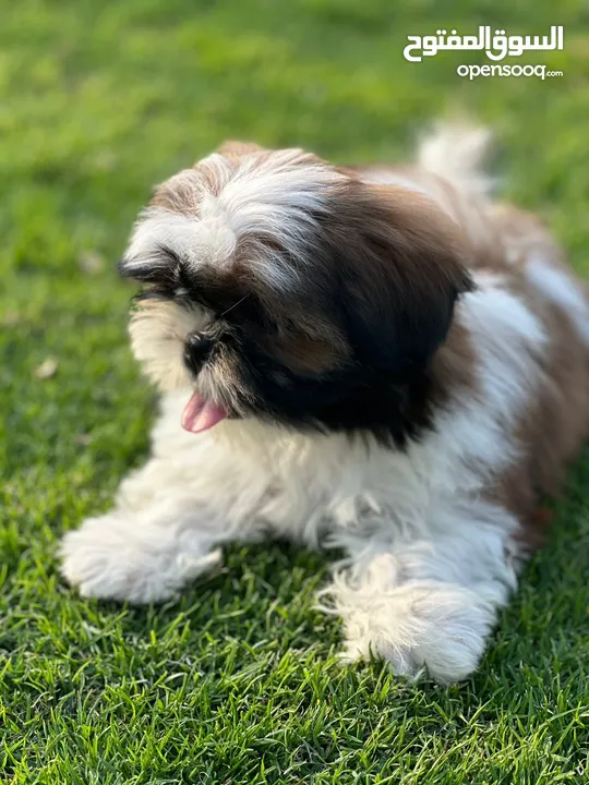 shih tzu puppies female