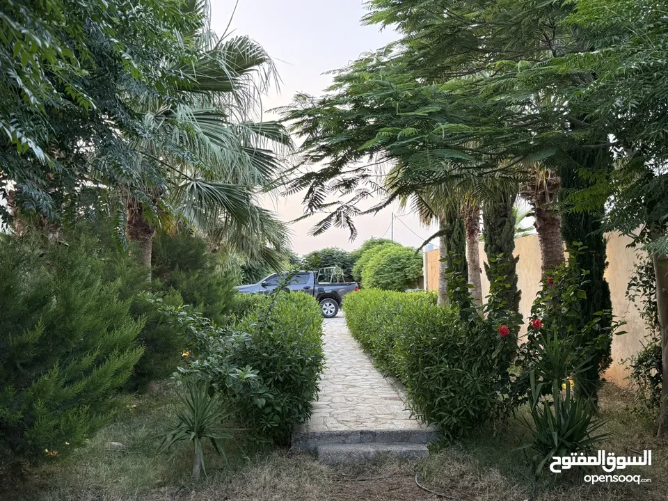 مزرعة نخيل مجهول مثمر ومنتج  + شاليه مودرن للبيع بأجمل مناطق الغور بالقرب من سد الكرامة 60 ك من عمان
