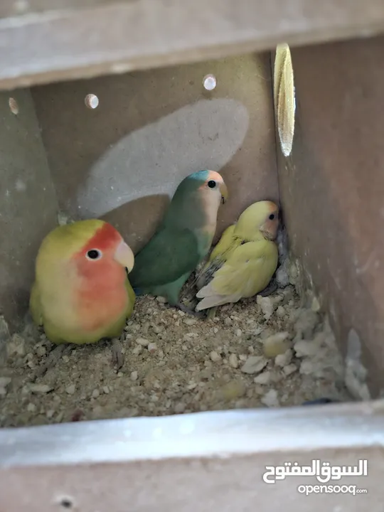 جوز روز معاهم فرخ عمر ست اشهر