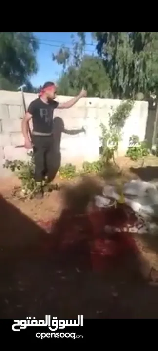 لحام متنقل ذبح أضاحي خاروف عجل بلدي جمل غنم بلدي روماني برزيلي كولمبي اسباني خروف بلدي جزار متنقل