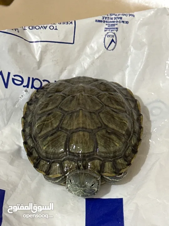 سلاحف مائية للبيع - aquarium turtles for Sale