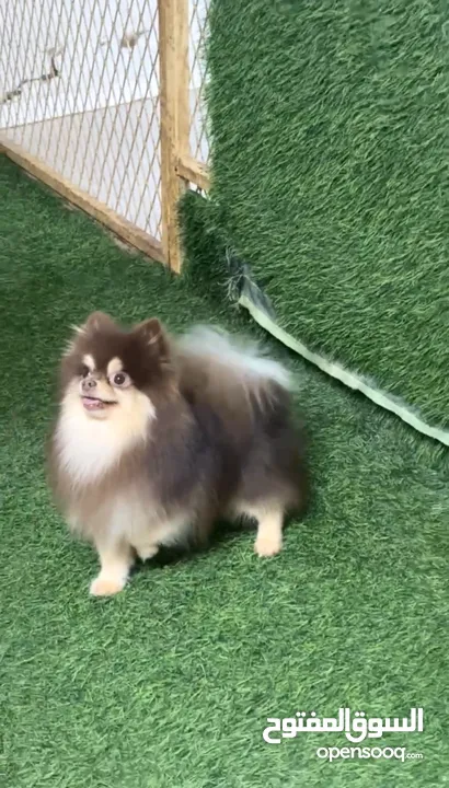 Male Pomeranian chocolate tan for mating only