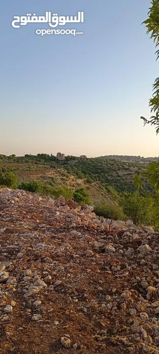 مزرعه  صغريه راقيه على قمه جبل مطله للغرب كوشان مستقل بسعر مميز جدا منطقه مزراع راقيه