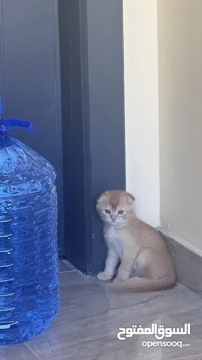 Golden and blue folded Scottish cat  جولدين سكوتش فولد عمر ثلاث شهور مستوى خارق