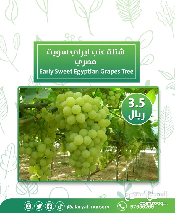 شتلات وأشجار العنب النادرة من مشتل الأرياف أسعار منافسة الأفضل في السوق   انگور  Grapes