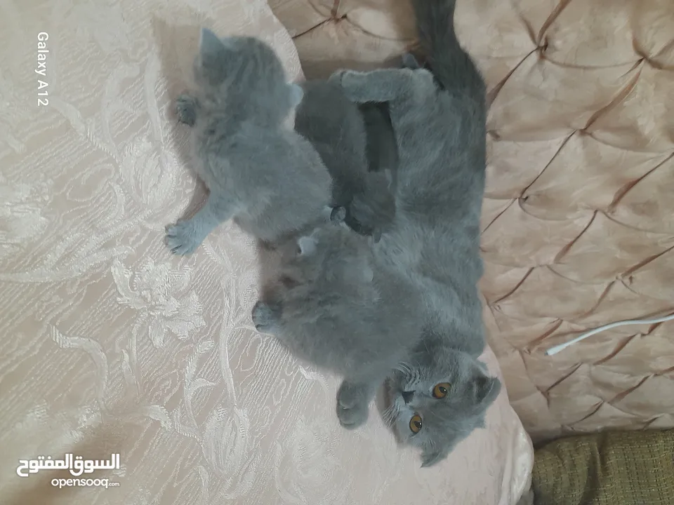 قطط للبيع  نوع سكواتش فولد  الام والاب  العمر شهر وكم يوم