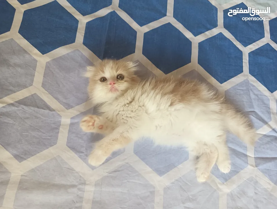 Pure Scottish Fold Longhair Kitten