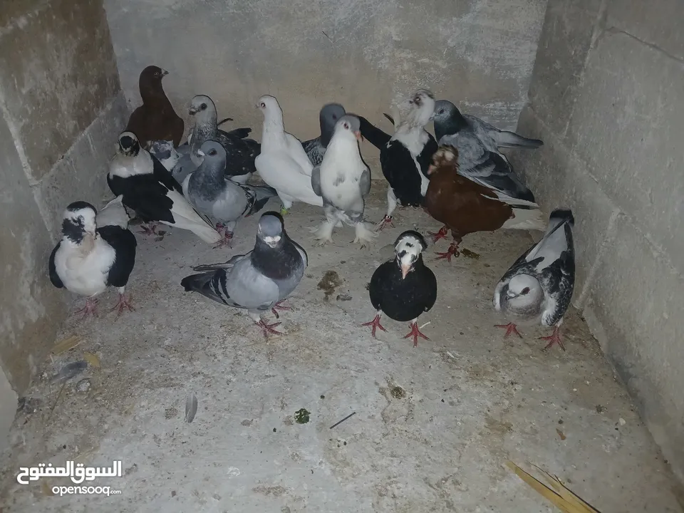 كوم كامل للبيع  دينارين ونص الحبه زق وكش الفحول كلها كش
