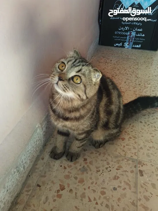 سكوتش فولد ماربل