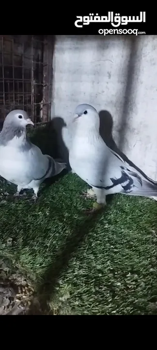 عشر جواز للبيع