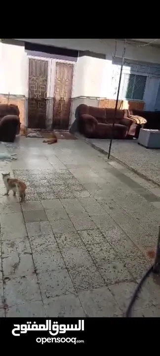 بيت ومنازل للبيع