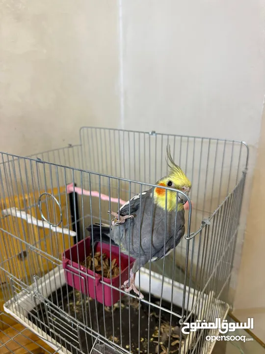 ببغاء كوكتيل اليف مدرب عند افضل مدربين ببغاء  صلاه النبي لعوب