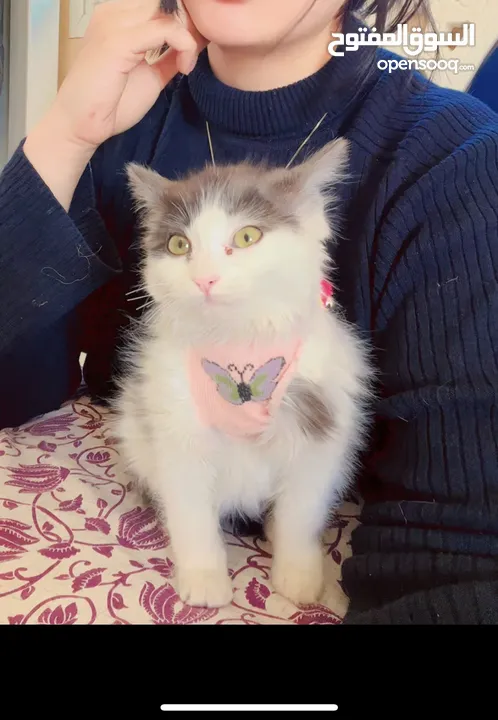 Free adoption persian kitten