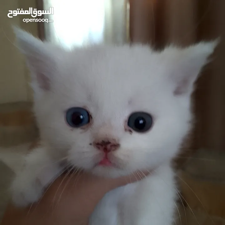 قطط سكوتش و شيرازي سكوتش فولد لعب