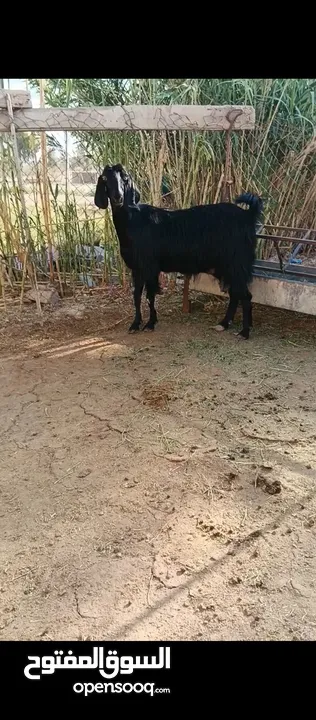 جدي شامي ابيض ابرص توب ثني حبتين على كل جال وثلث معزا مراح توب التوب مقنوي