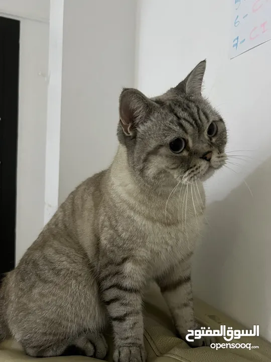 قطتان جميلتان تبحثان عن بيت دافئ  Two lovely cats looking for a loving home