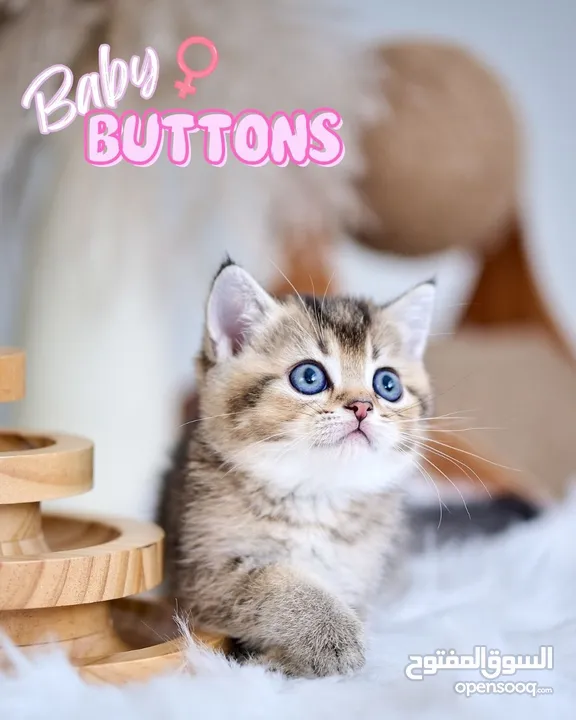 Scottish British shorthair longhair kittens British shorthair Scottish fold kittens Scottish