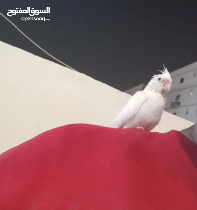 كروان لايفوتكم عشاق الهددد الخارجي اعرض لكم هدد داخلي وخارجي كروان الابينو هولدي عيون حمره