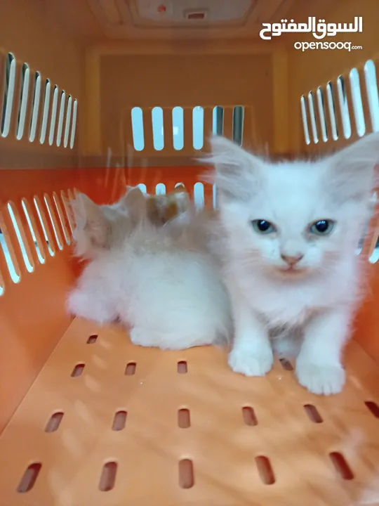 بيع قطط شيرازي صغيرة عيون زرقاء جميع الوان