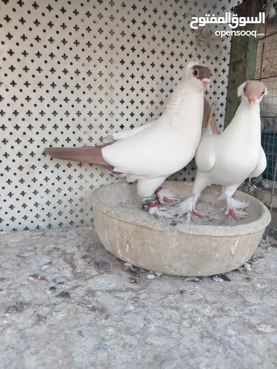 جواز الكوم عل 13 اجوز القطع كل اشي بسعرو