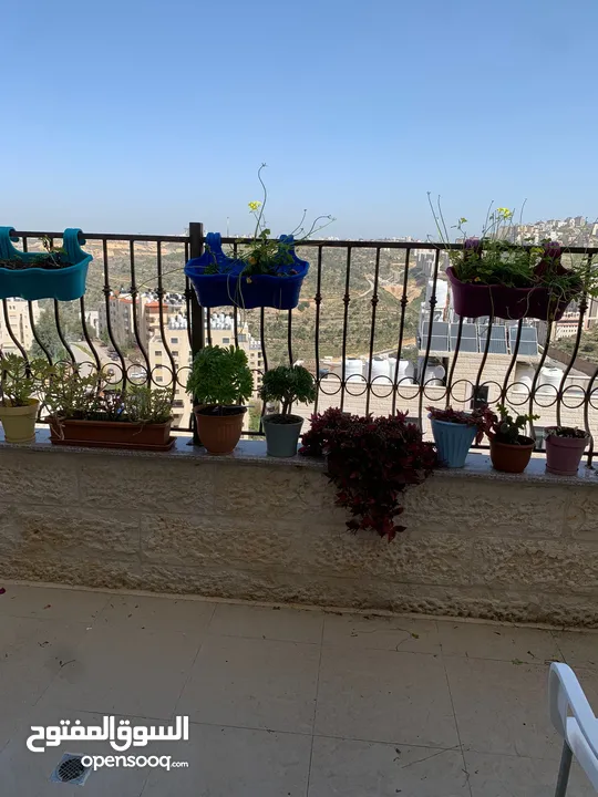 عصام عصفور