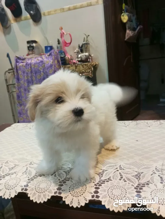 cute puppies for sale