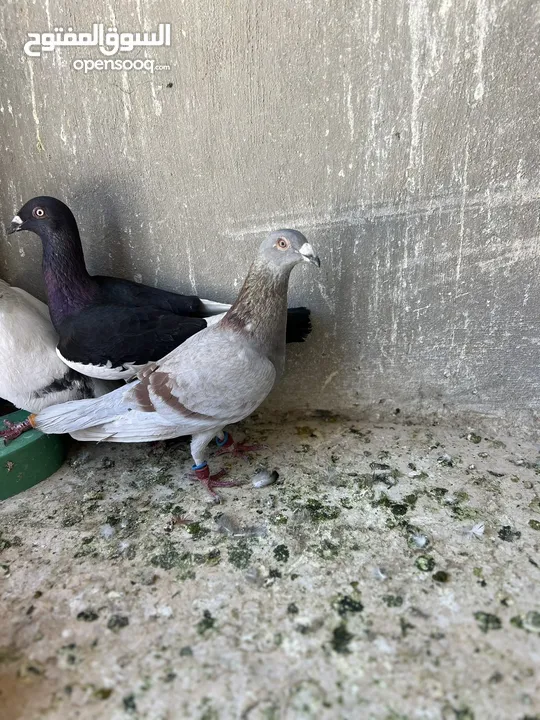 طيور حمام للبيع كوم لا يوجد قطع 34 صحة ونضافة وطيران موجودات بالجبل الابيض الله يبارك لصاحب النصيب..