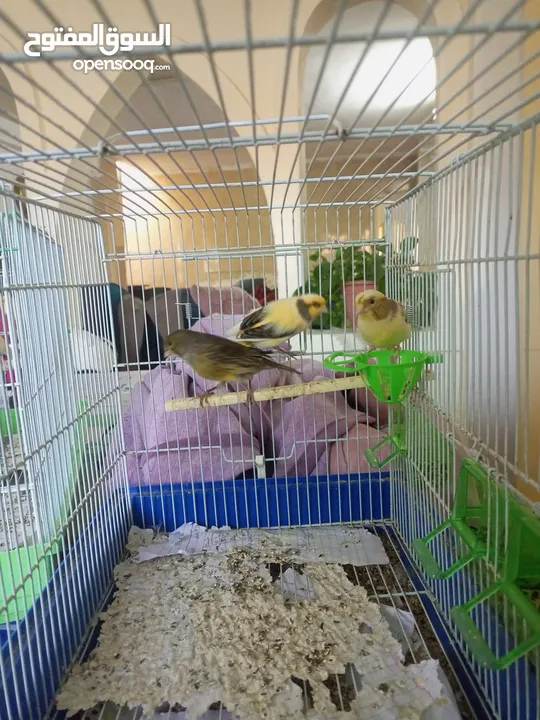 كنارات للبيع