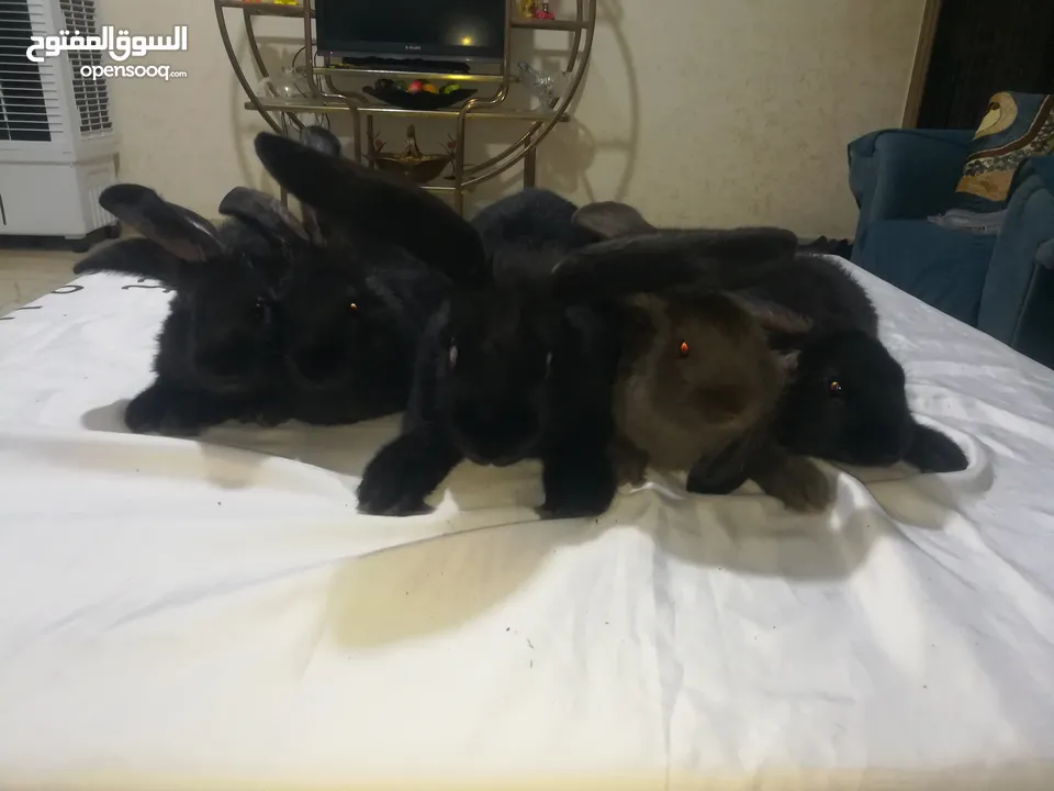أرانب بابيون سلالة صافيه 100%ألوان ساده للبيع