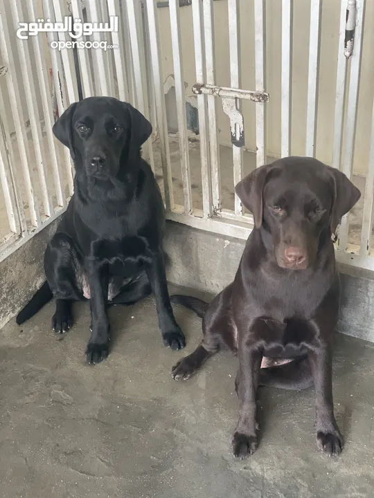 Labrador Dogs