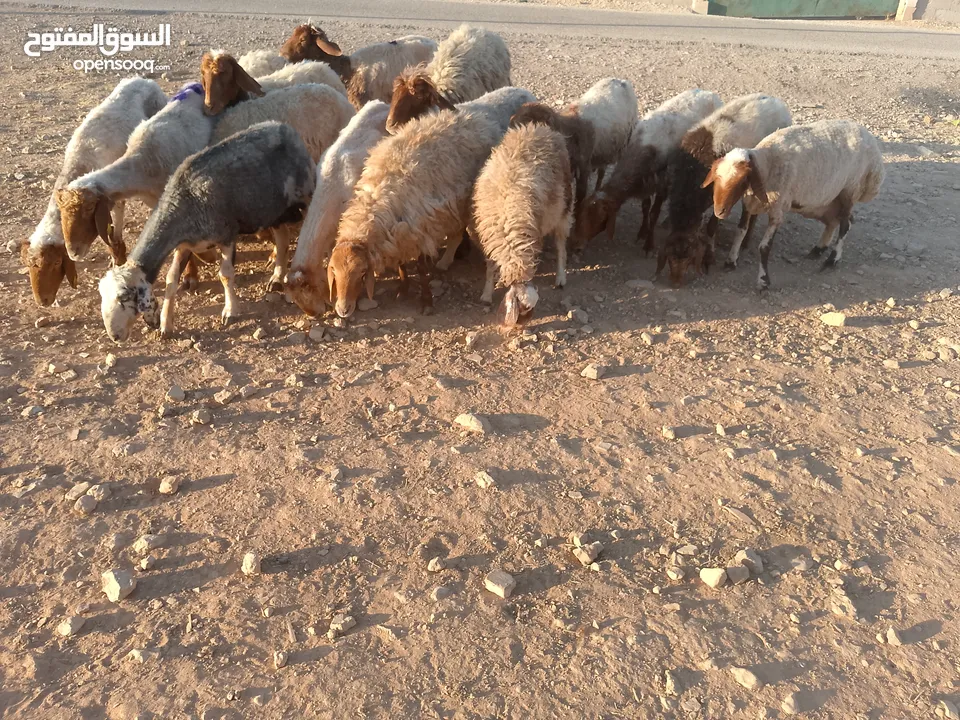 بلدي نفس الصور بالضبط عقائق ومناسبات ونذر اوزان 20 ل30 لحم صافي
