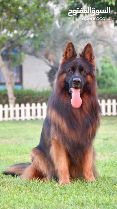 German shepherd long hair for sale