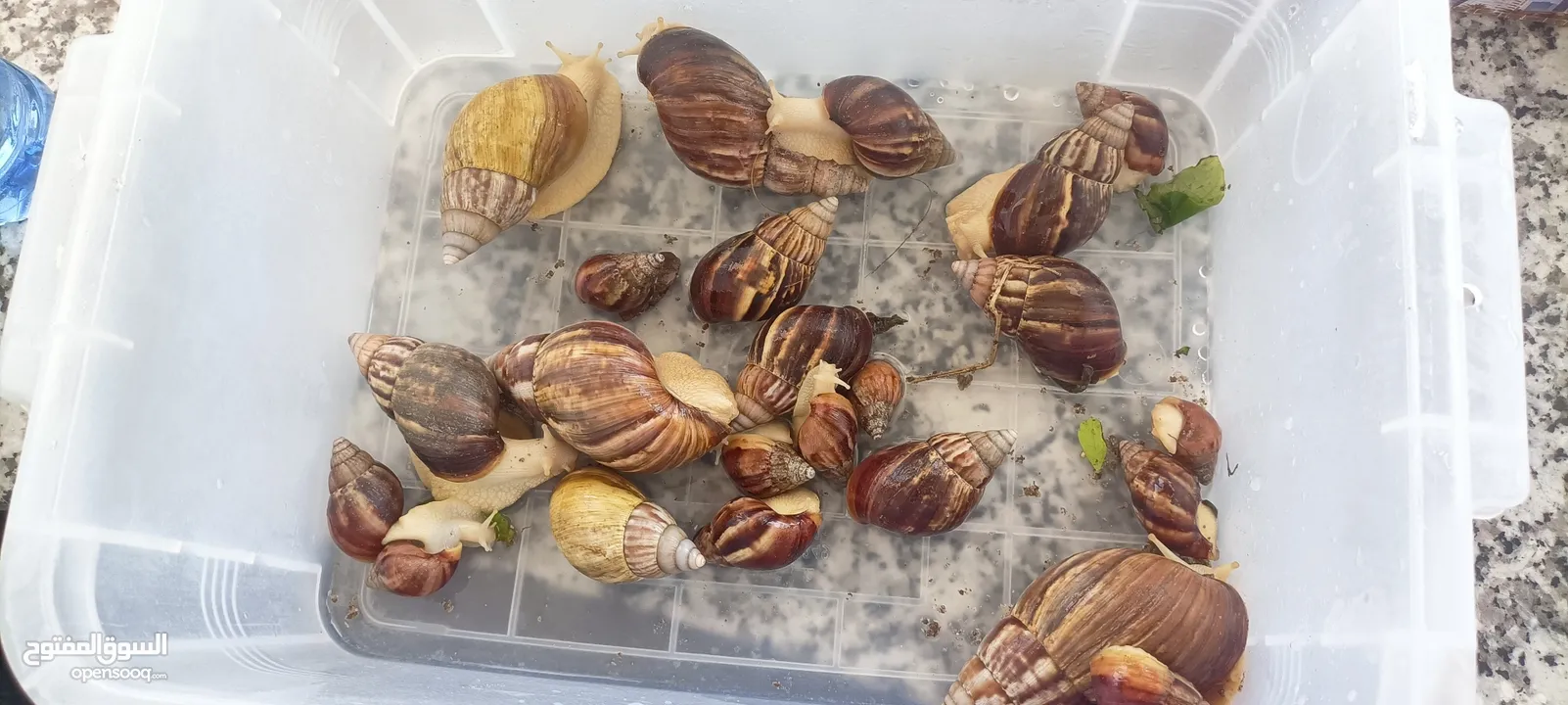 حلزونات افريقيا للبيع African snails for sale