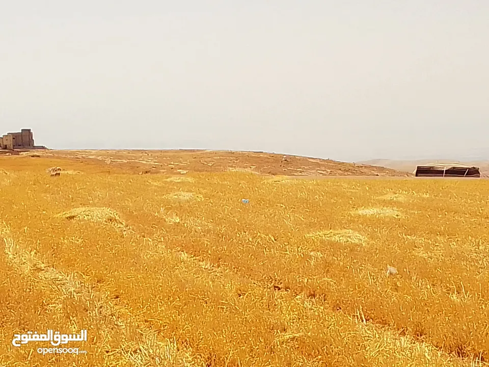 مادبا ماعين المشرفة قطعة ارض زراعية مميزة واصل الخدمات ذات اطلالة على البحر الميت واصل الخدمات