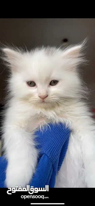 قطه شيرازي انثى عمرها شهرين متعوده عاللتر بوكس