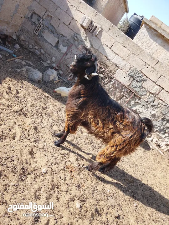 ثني  البيع  كفالة هداد