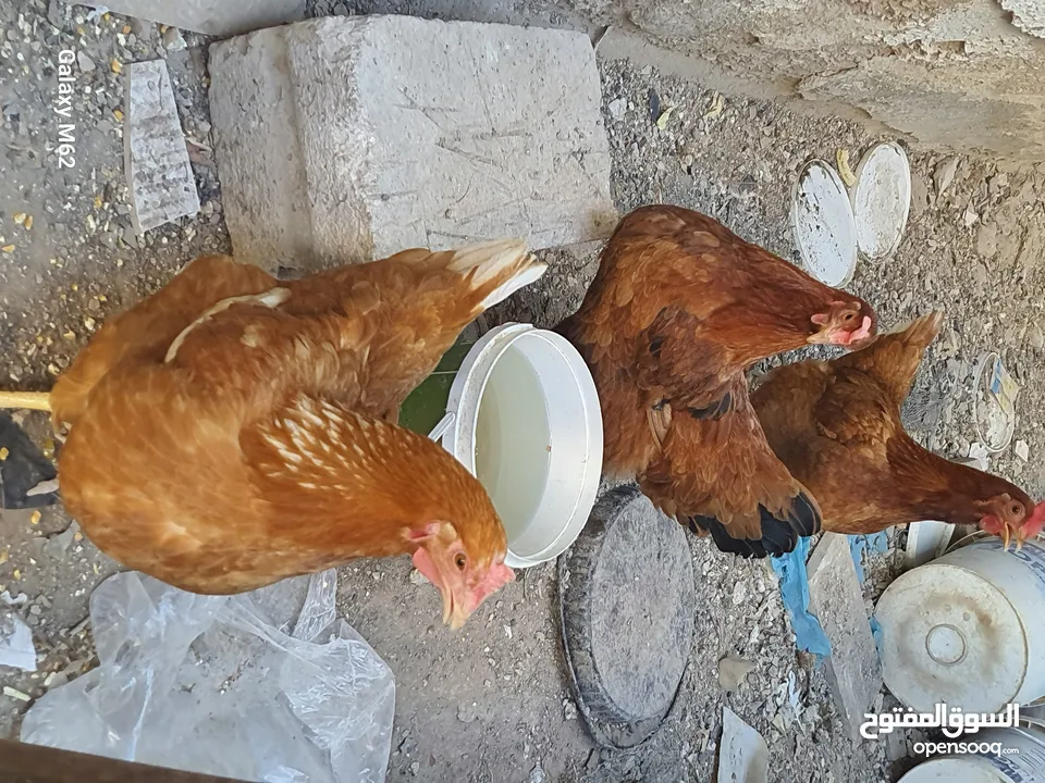 دجاج لوهمان هندي