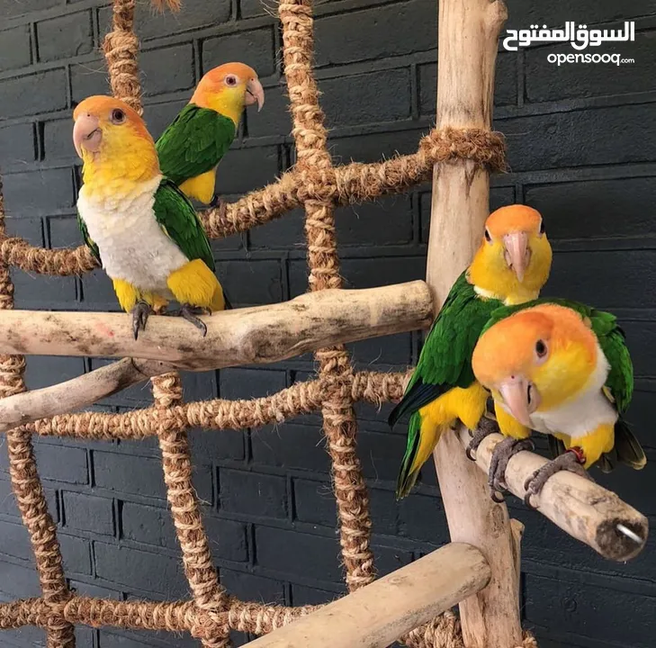 Caique parrots available now