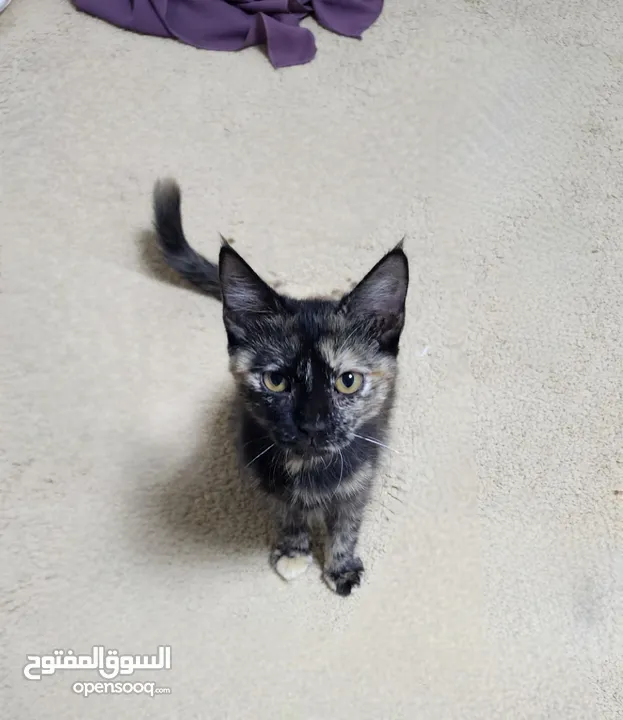 قطة  للتبني  ( for adoption)
