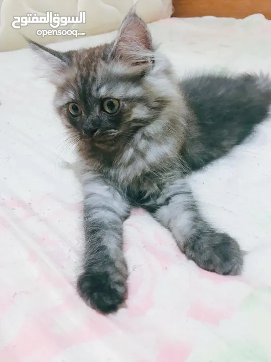 Persian mother kitten