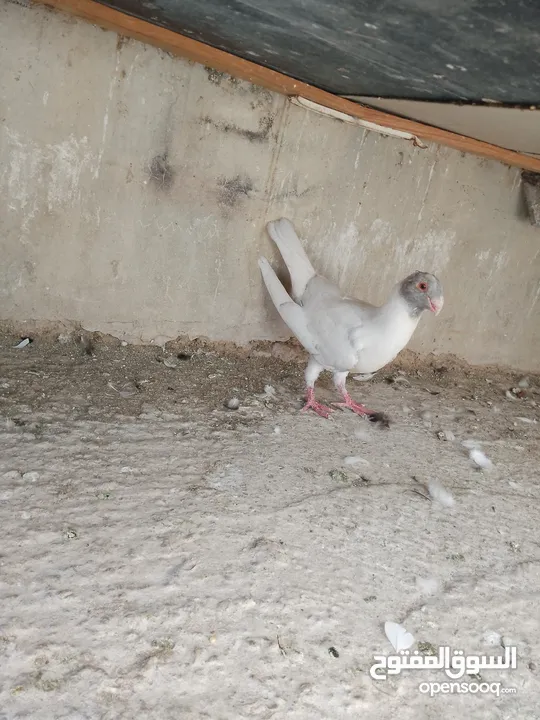 فرخ مسود قراقطه للبيع